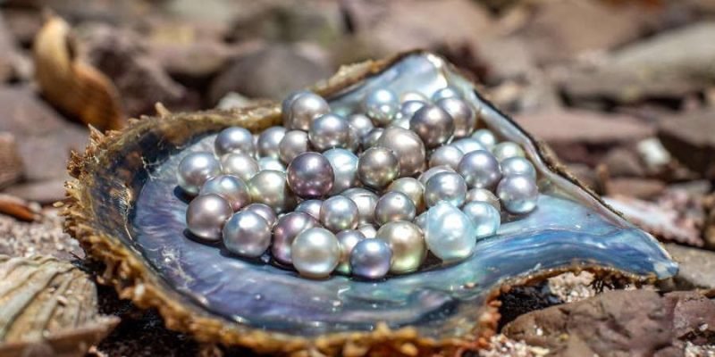 Cómo se cultivan las perlas? - annaluanna